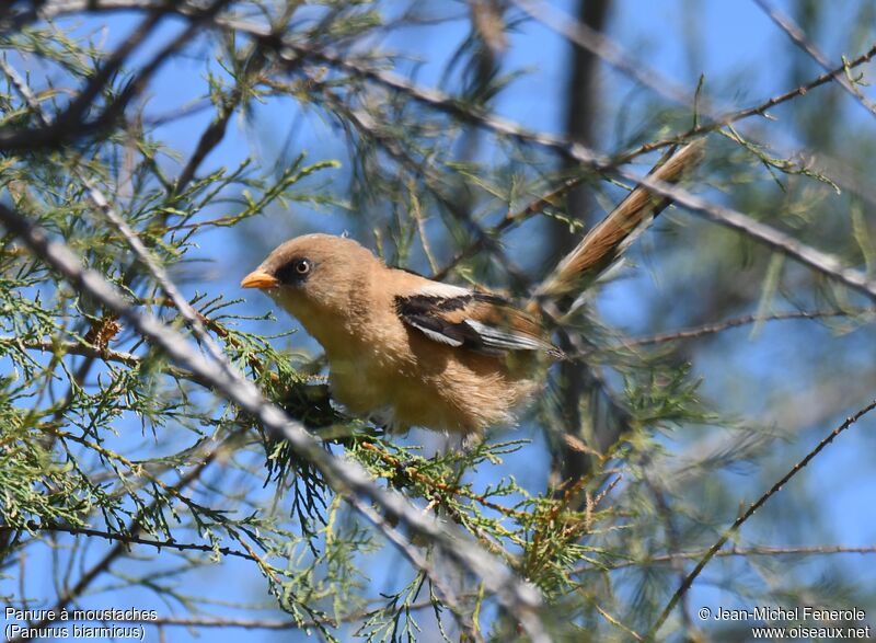 Bearded Reedling