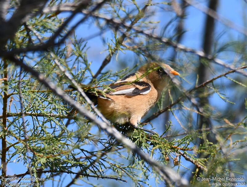 Bearded Reedling