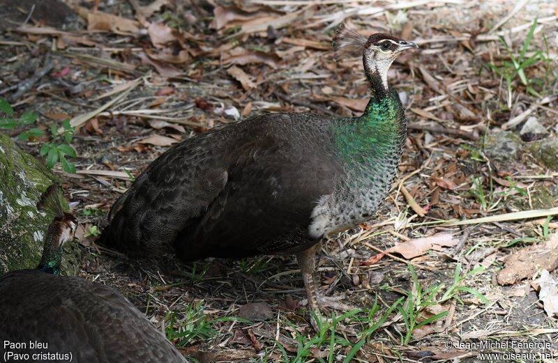 Indian Peafowl female