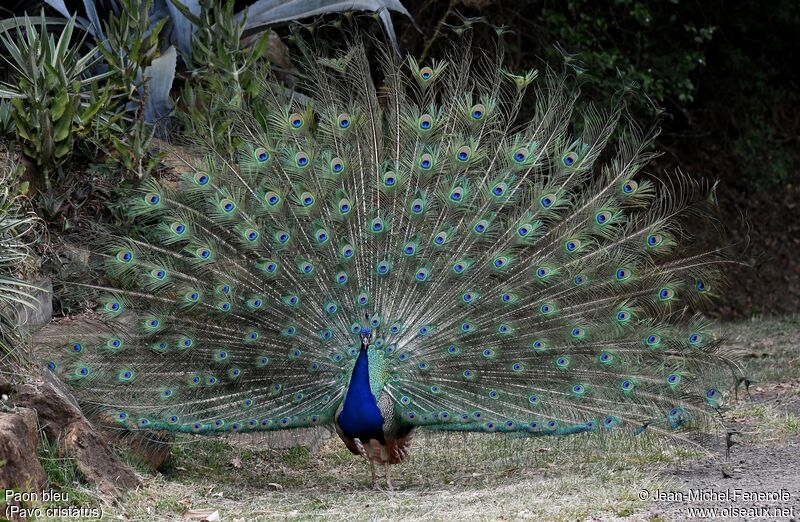 Indian Peafowl