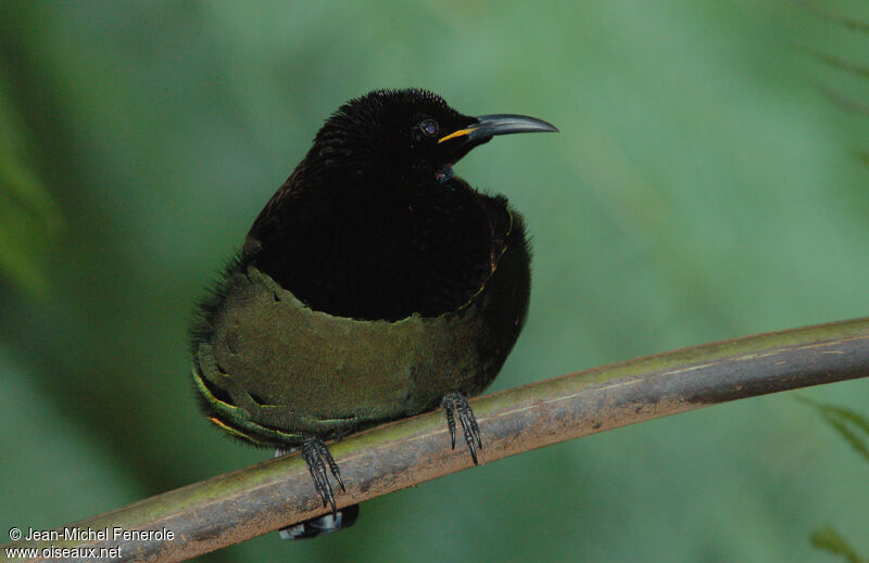 Victoria's Riflebird male adult