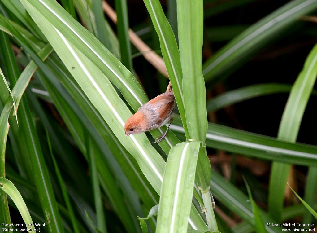 Paradoxornis de Webb