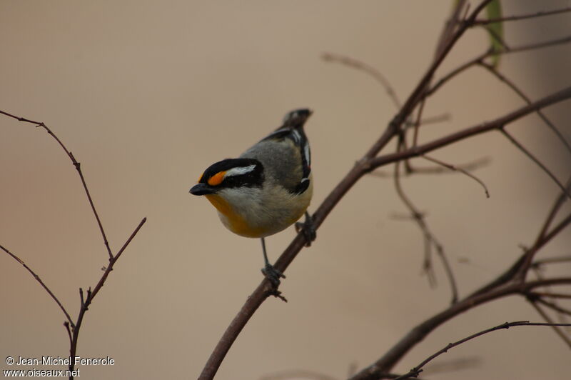 Pardalote à calotte noire