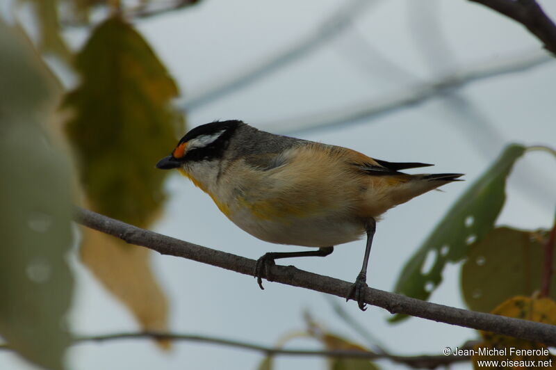 Striated Pardalote (melanocephalus)