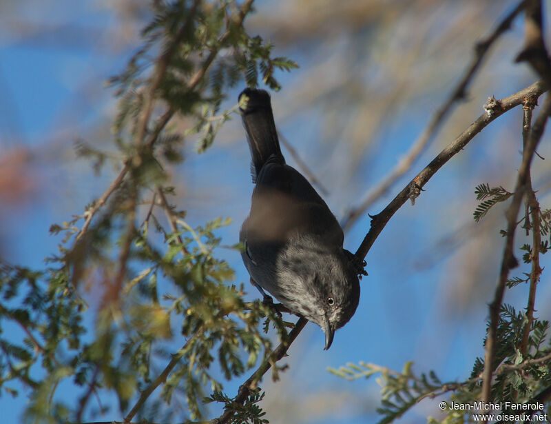 Chestnut-vented Warbler