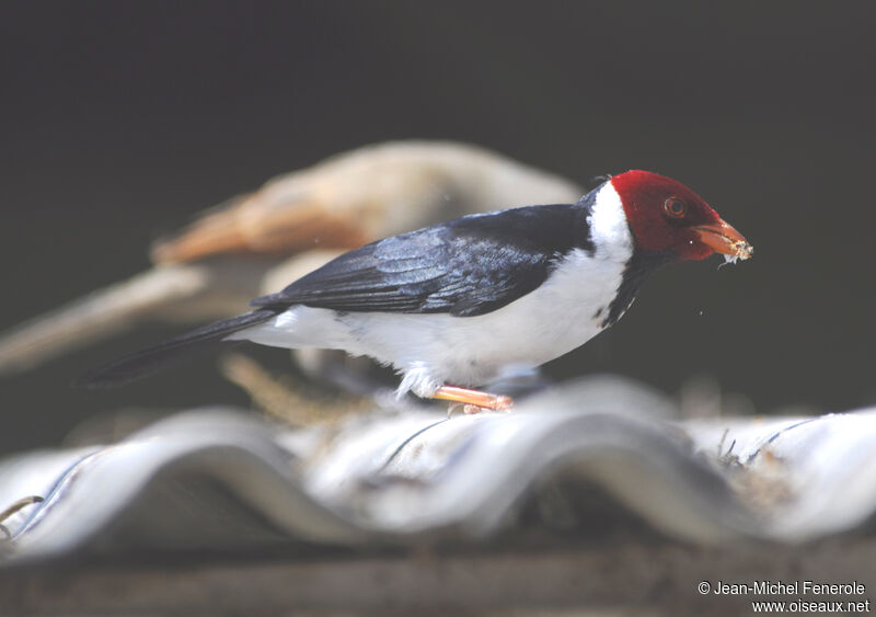 Yellow-billed Cardinal