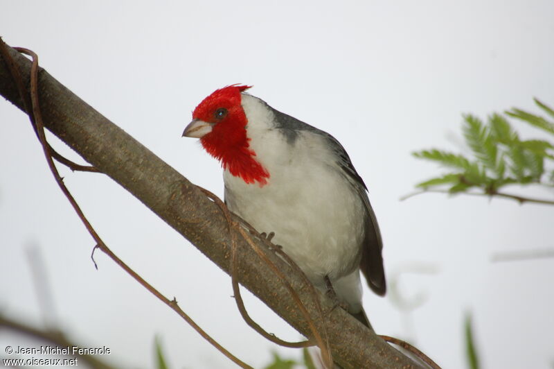 Red-crested Cardinaladult