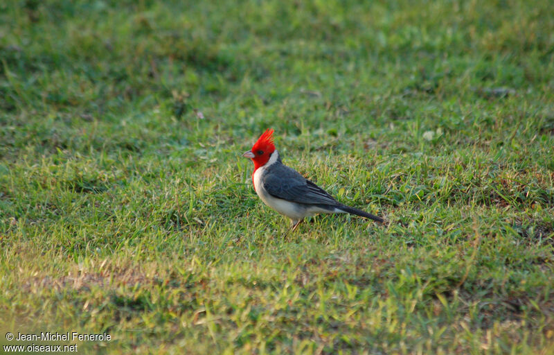 Red-crested Cardinal