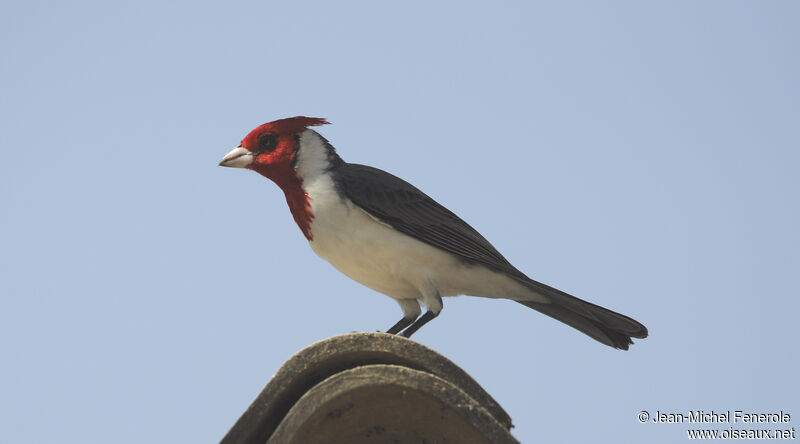 Red-crested Cardinal