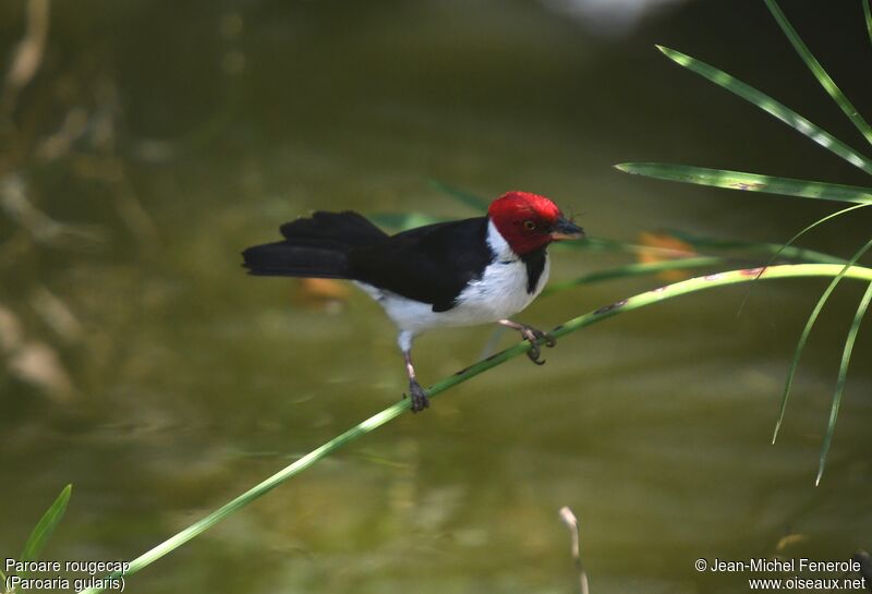 Red-capped Cardinal