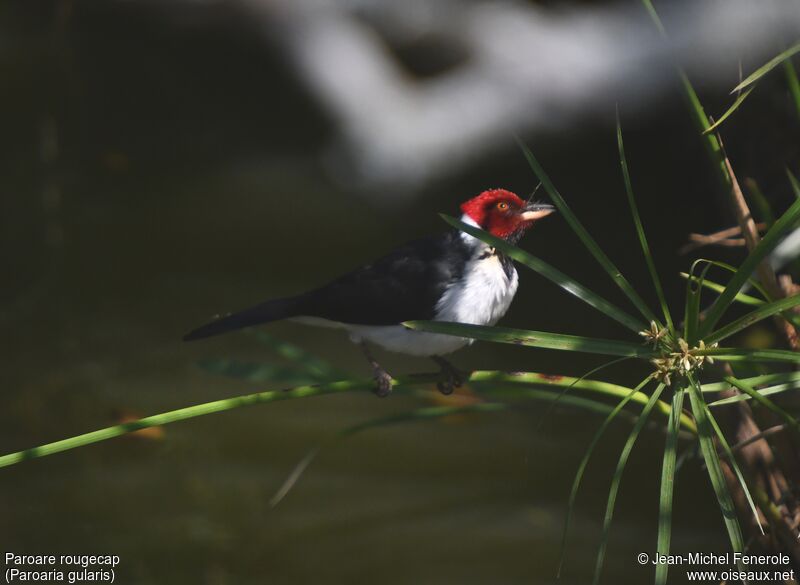 Red-capped Cardinal