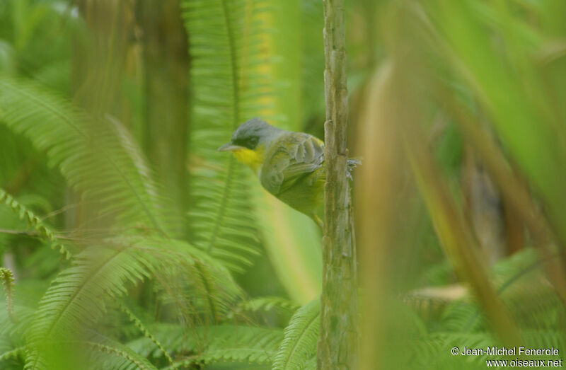 Grey-crowned Yellowthroat