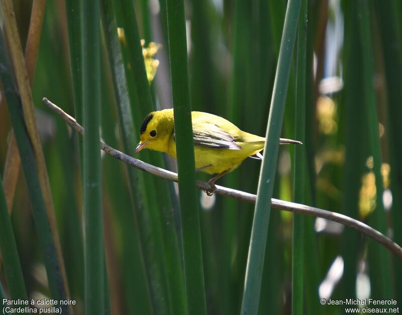 Wilson's Warbler