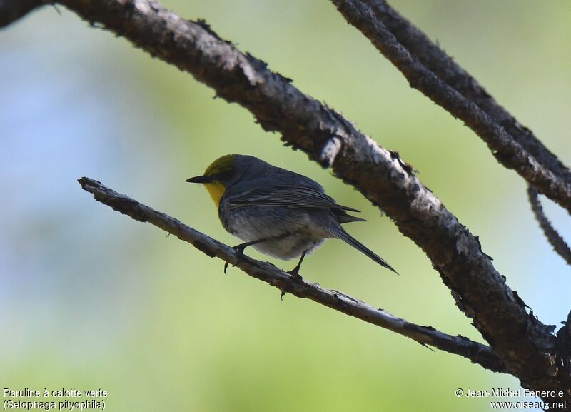 Olive-capped Warbler