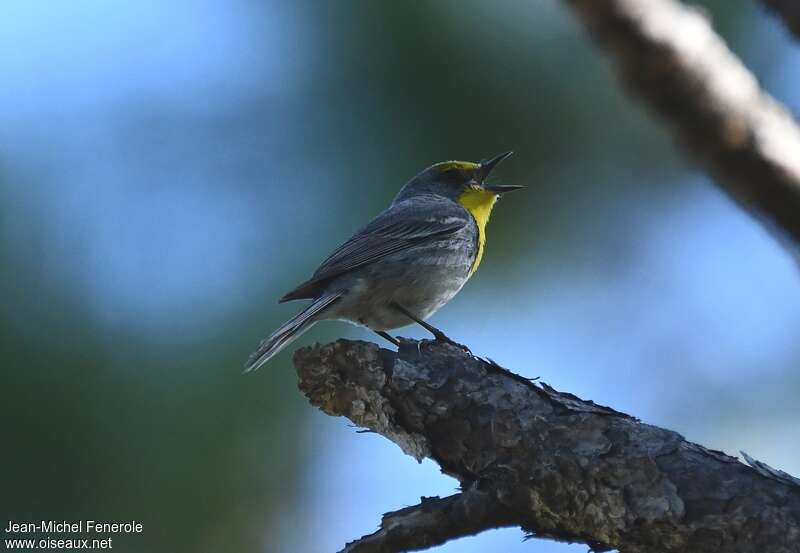 Olive-capped Warbler