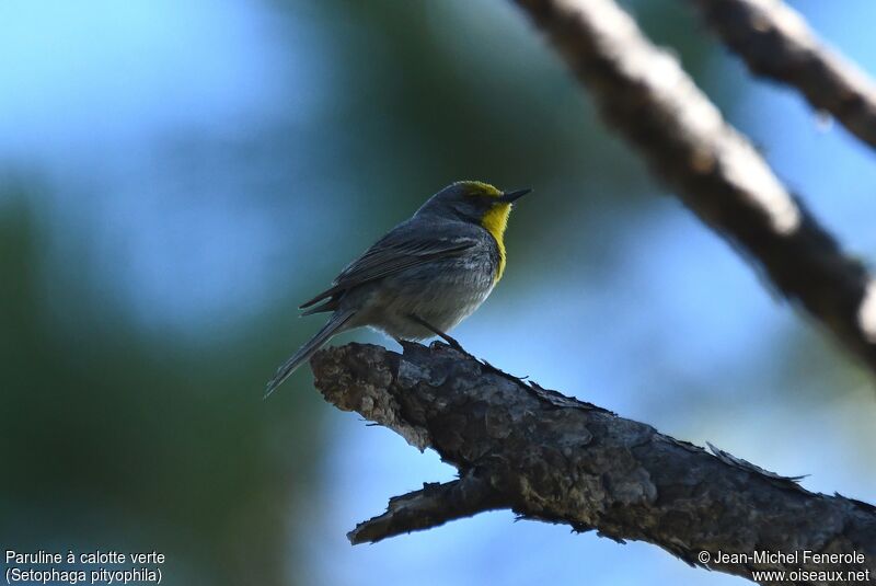 Olive-capped Warbler