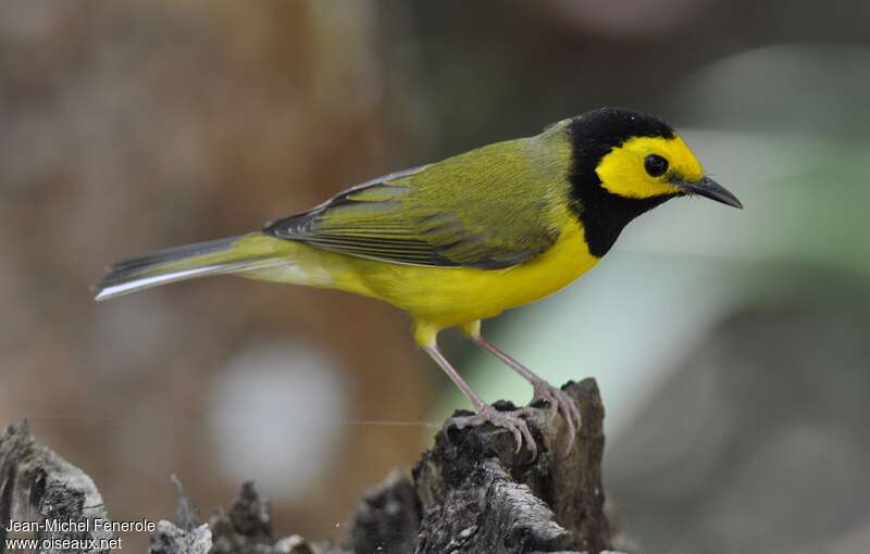 Hooded Warbler male adult, close-up portrait