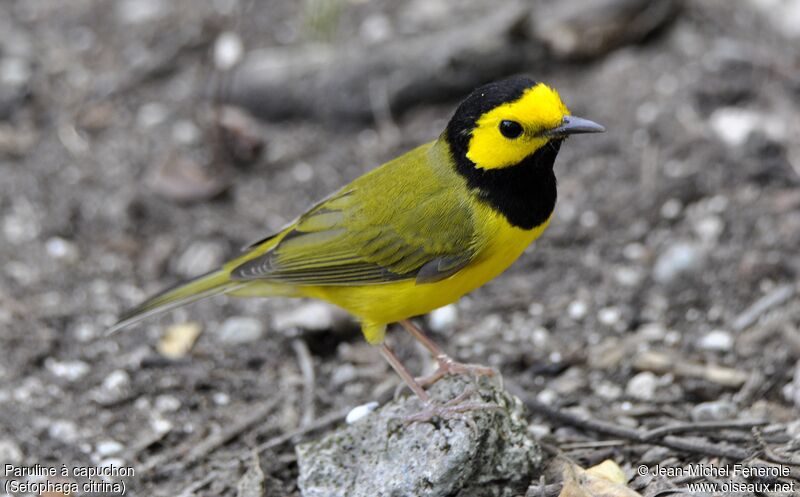 Hooded Warbler