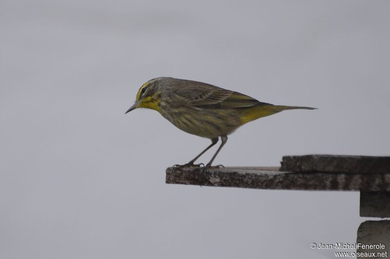 Palm Warbler