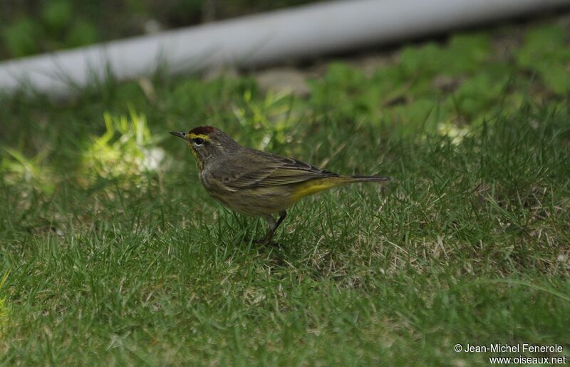 Palm Warbler