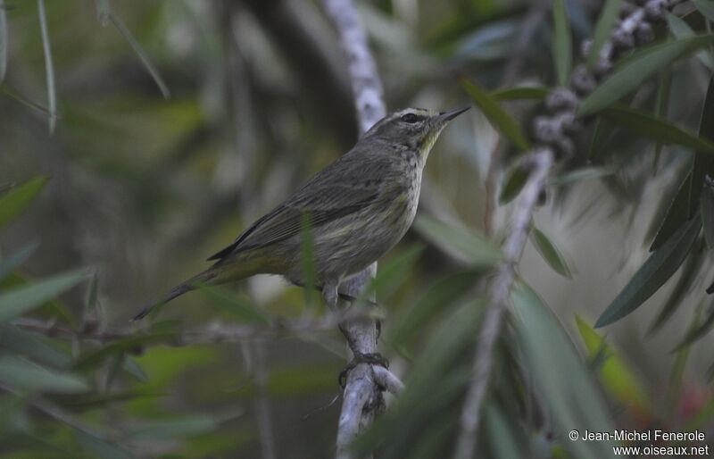 Palm Warbler