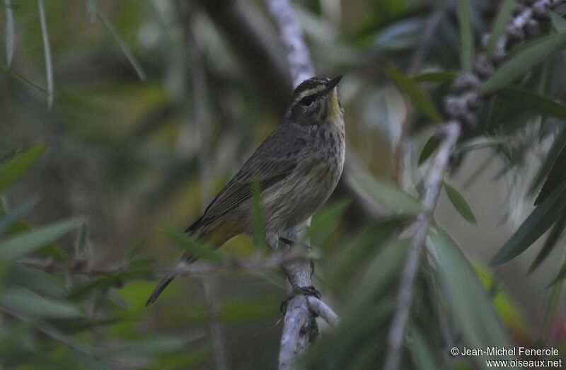 Palm Warbler