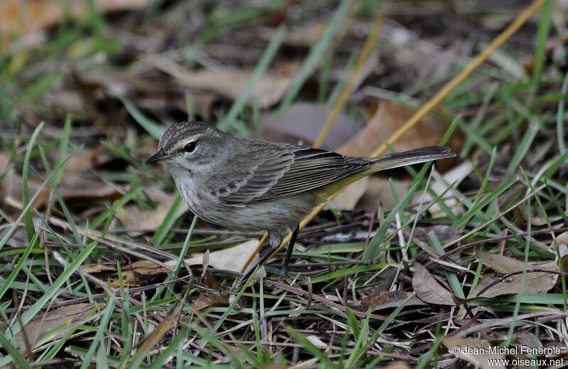 Palm Warbler