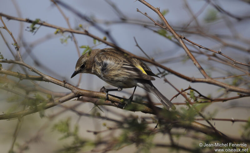 Myrtle Warbler