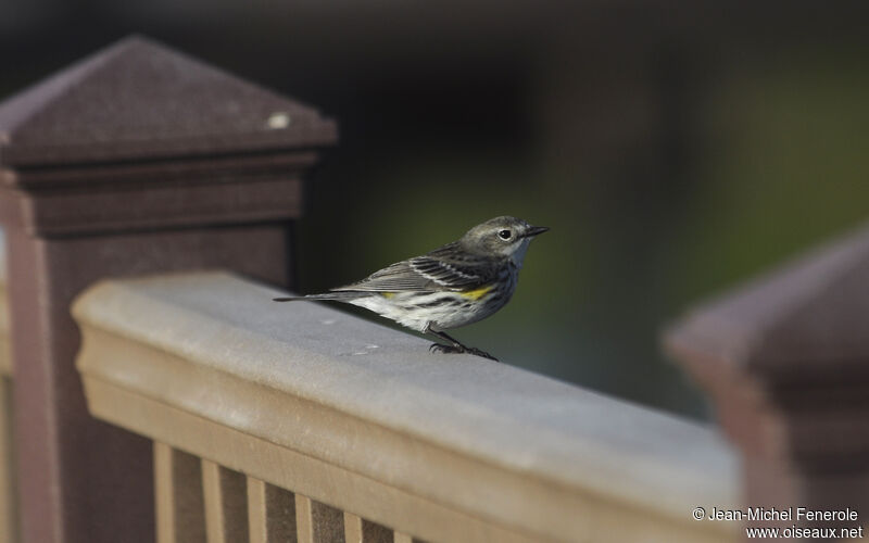 Myrtle Warbler