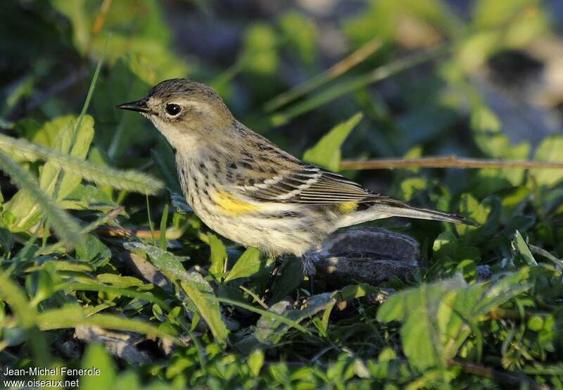 Myrtle Warbler female Second year, identification