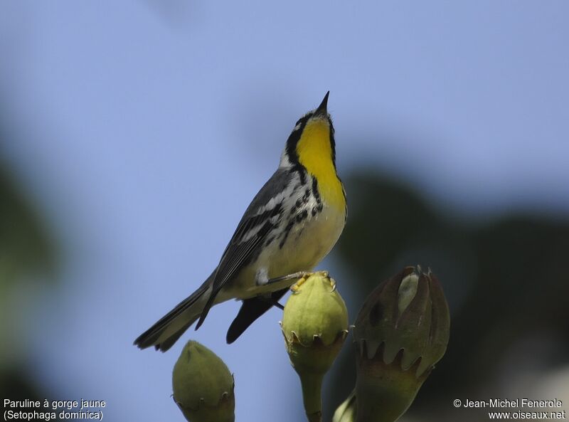 Yellow-throated Warbler