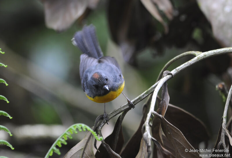 Slate-throated Whitestart