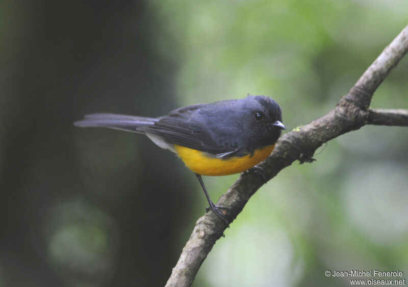 Slate-throated Whitestart