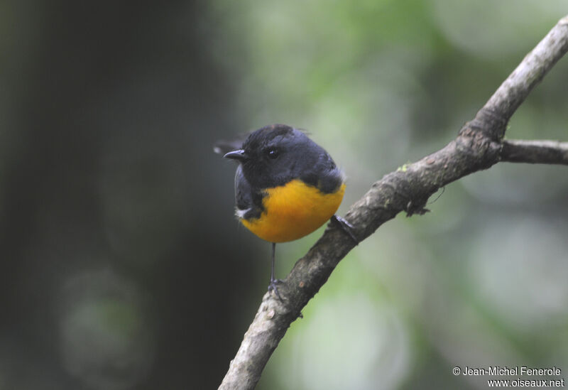 Slate-throated Whitestart