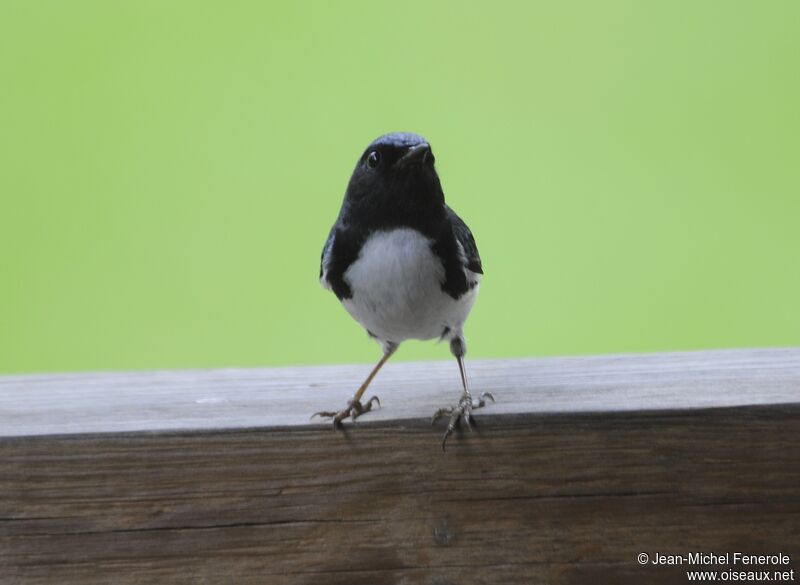 Paruline bleue