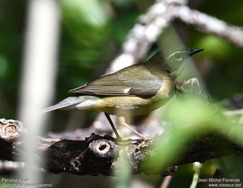 Black-throated Blue Warbler female