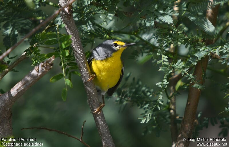 Adelaide's Warbler