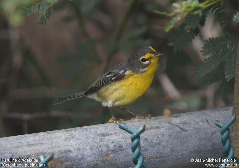 Adelaide's Warbler