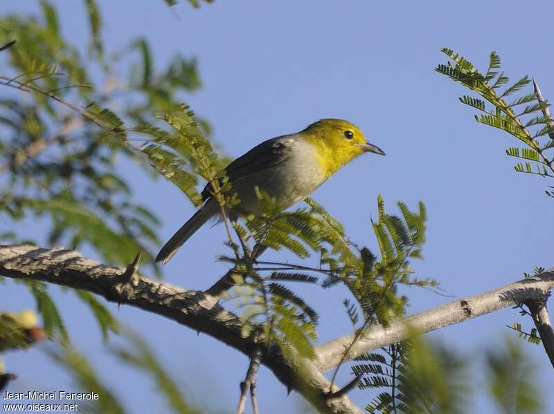 Yellow-headed Warbleradult, identification