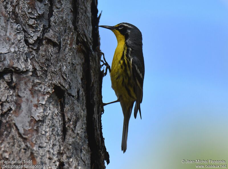 Bahama Warbler