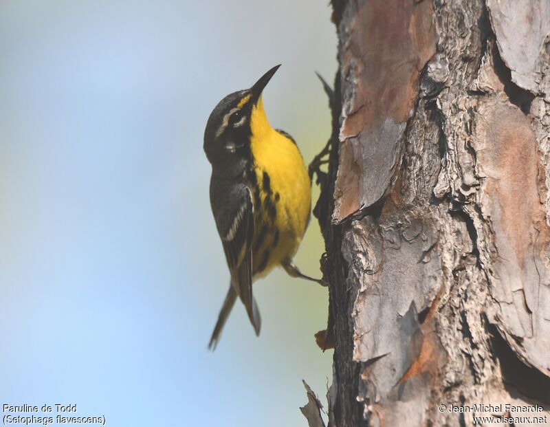 Bahama Warbler