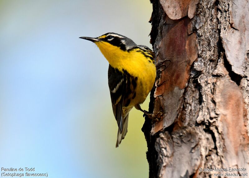 Bahama Warbler