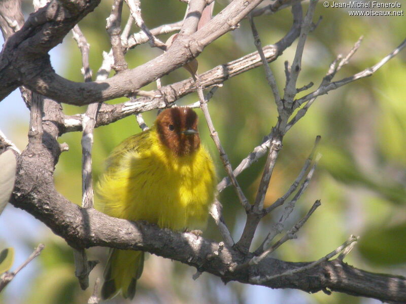 Paruline des mangroves