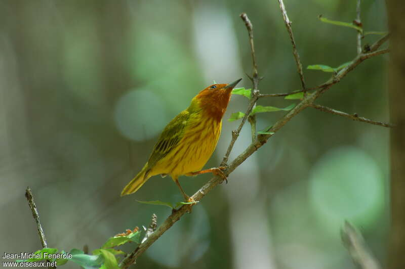 Paruline des mangroves mâle adulte nuptial, pigmentation