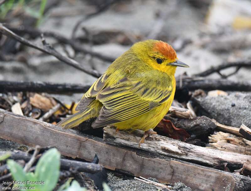 Mangrove Warbler male adult, identification