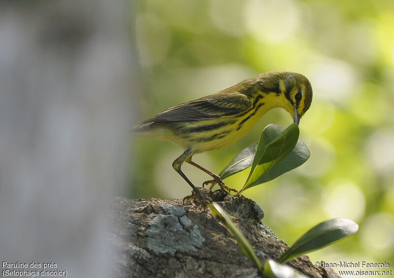 Prairie Warbler