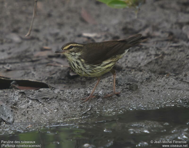 Northern Waterthrush