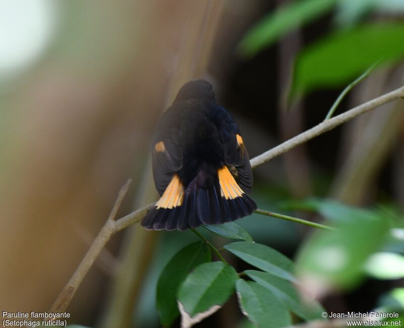 Paruline flamboyante