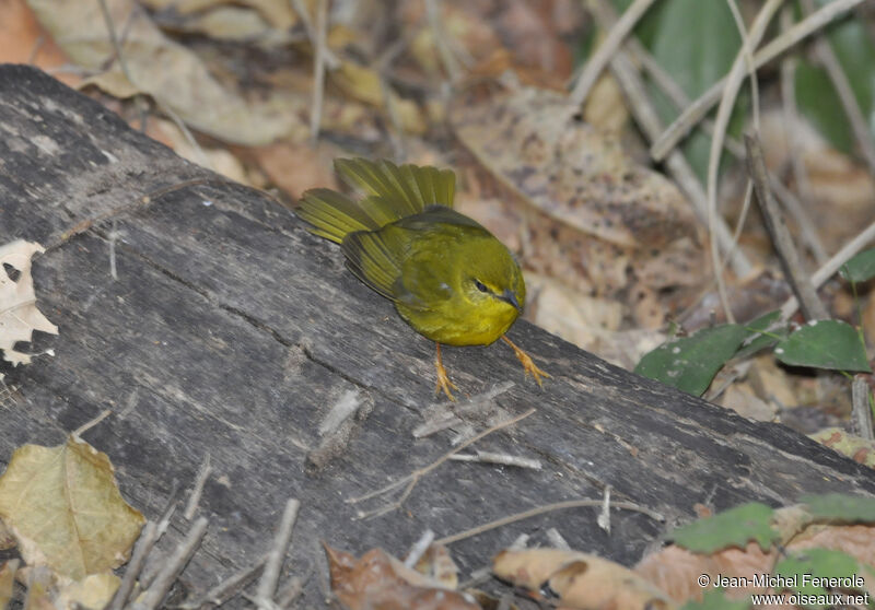 Paruline flavescente