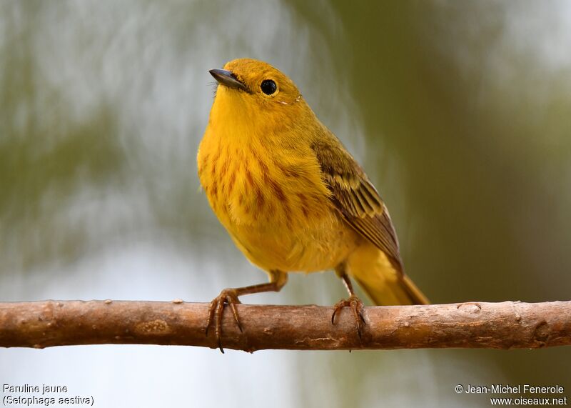 American Yellow Warbler